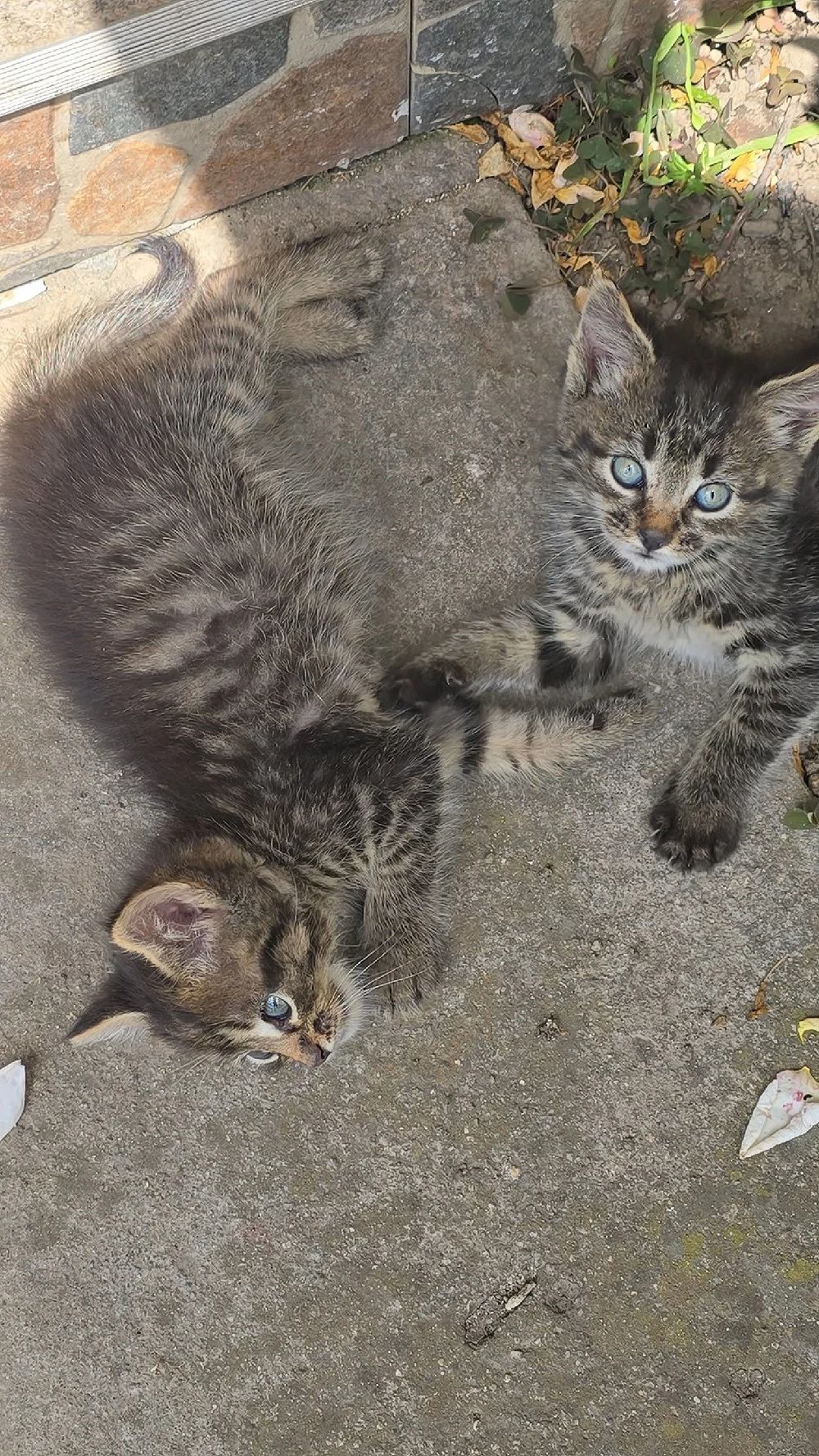 2 pui de pisica spre adoptie