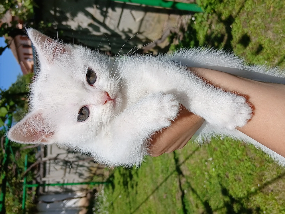 Jucăuși cauta casa