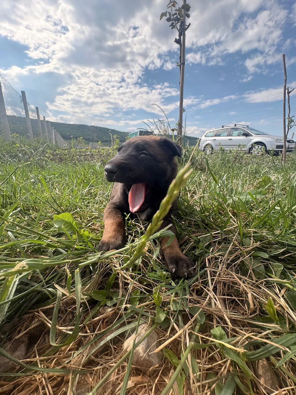 Vând ciobănesc belgian malinois 