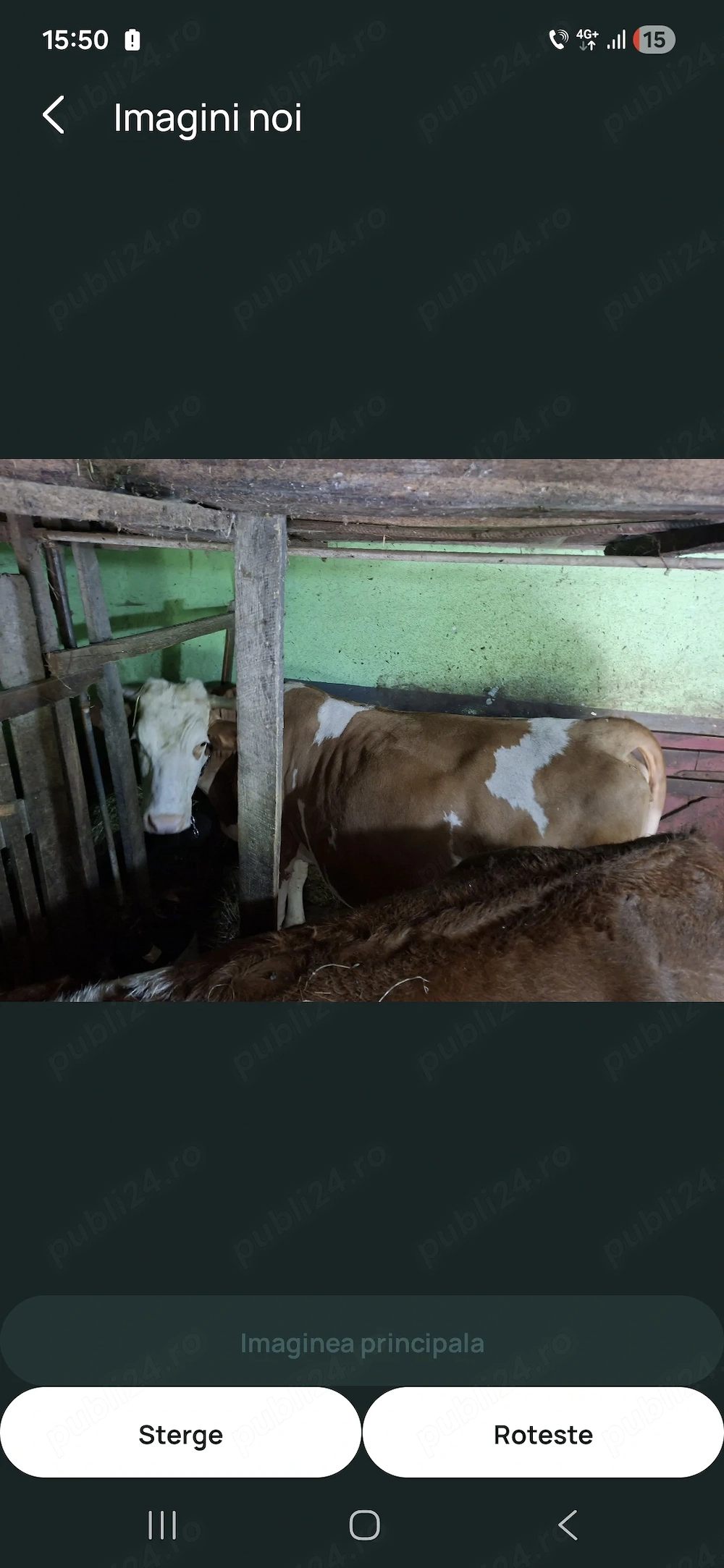 Vaca baltata romaneasca