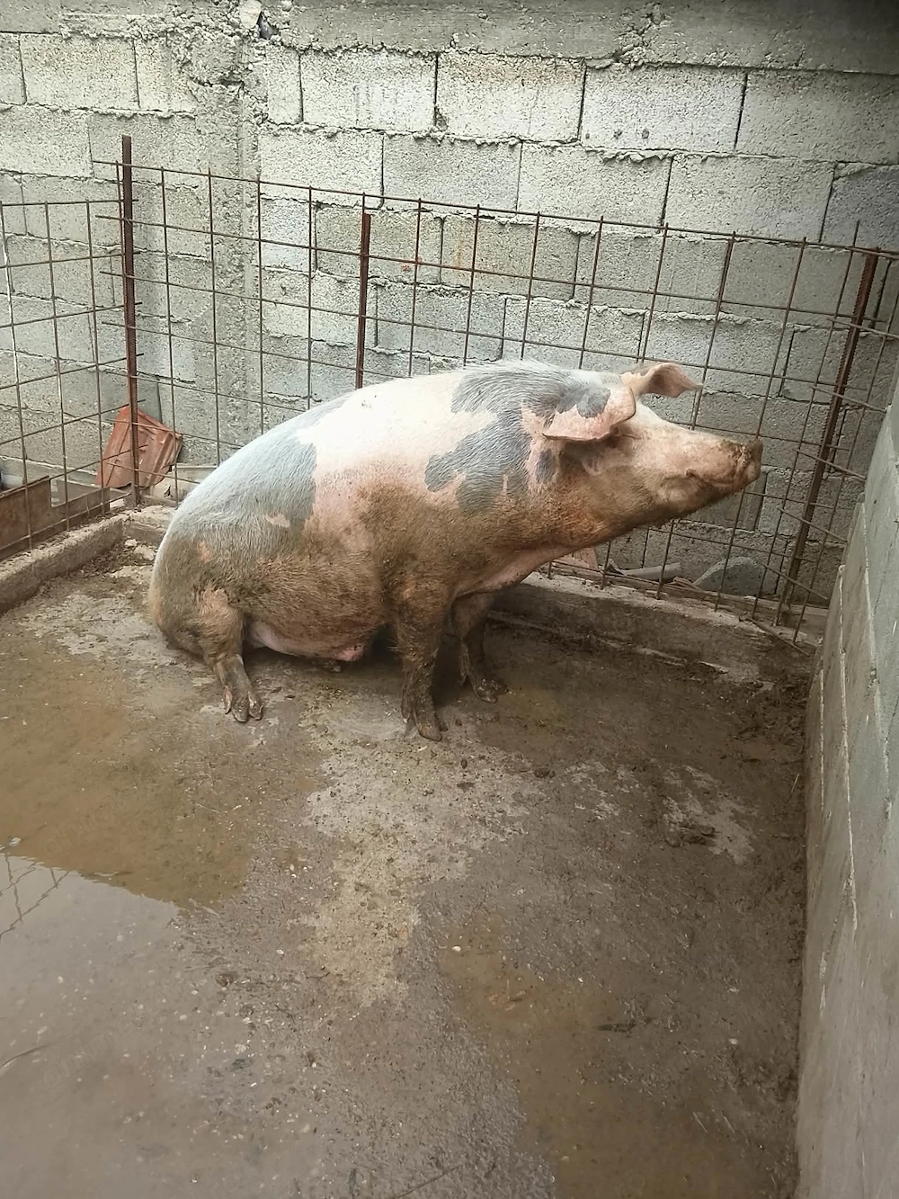 Porc disponibil mai multe detalii in privat sau la numărul de telefon   Braloștița Dolj 