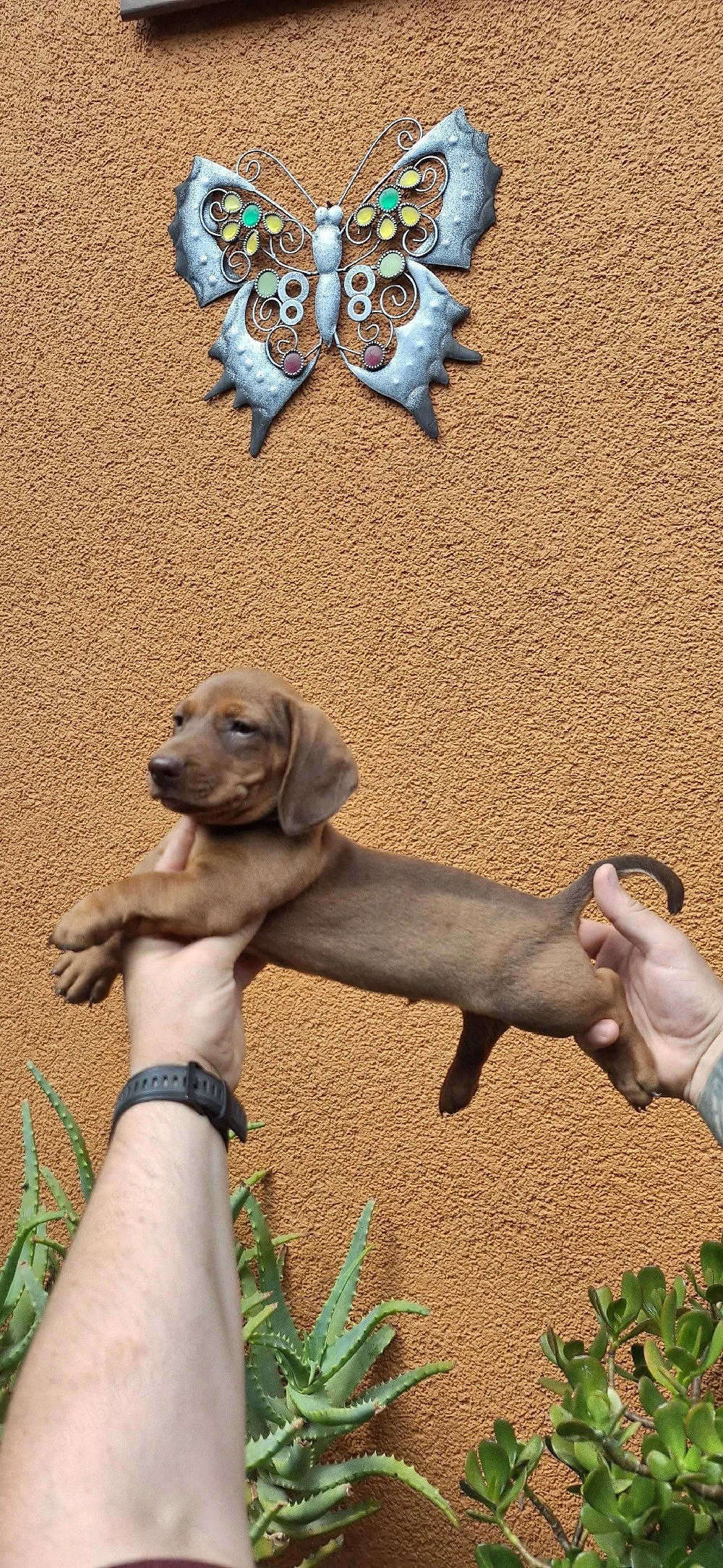 Căței dachshund smooth hair(teckel).