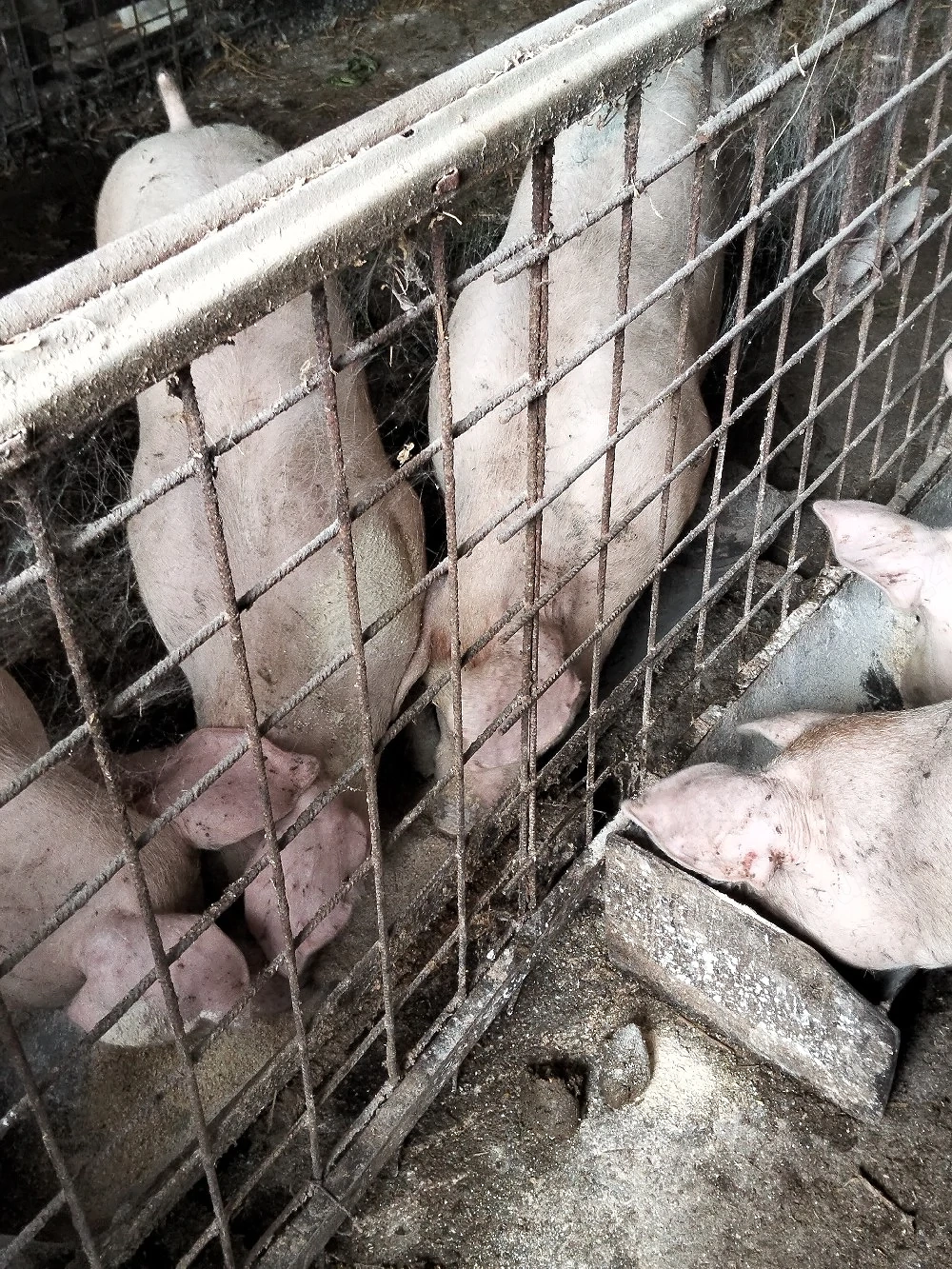 vand porci rasa100 kg