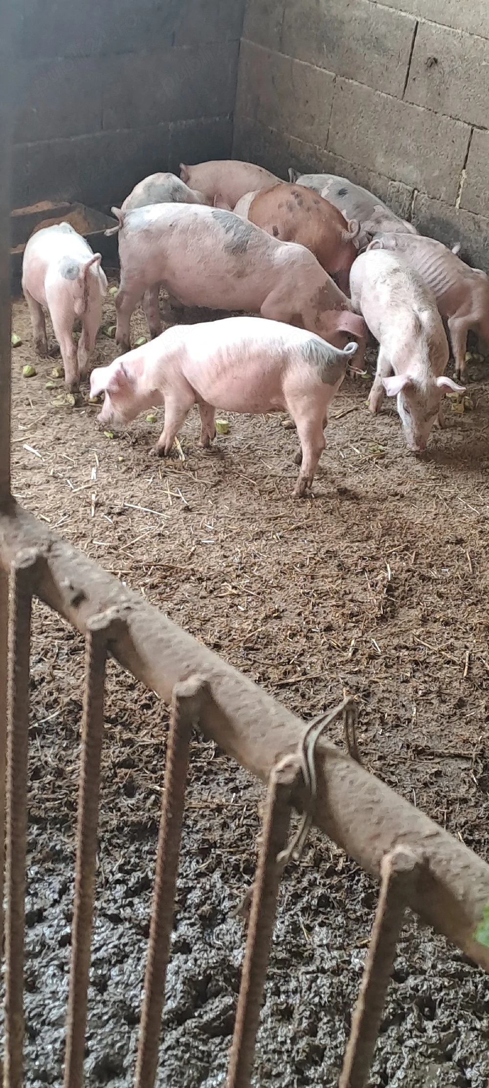 Vînd purcei marele alb _landras 9 săptămîni