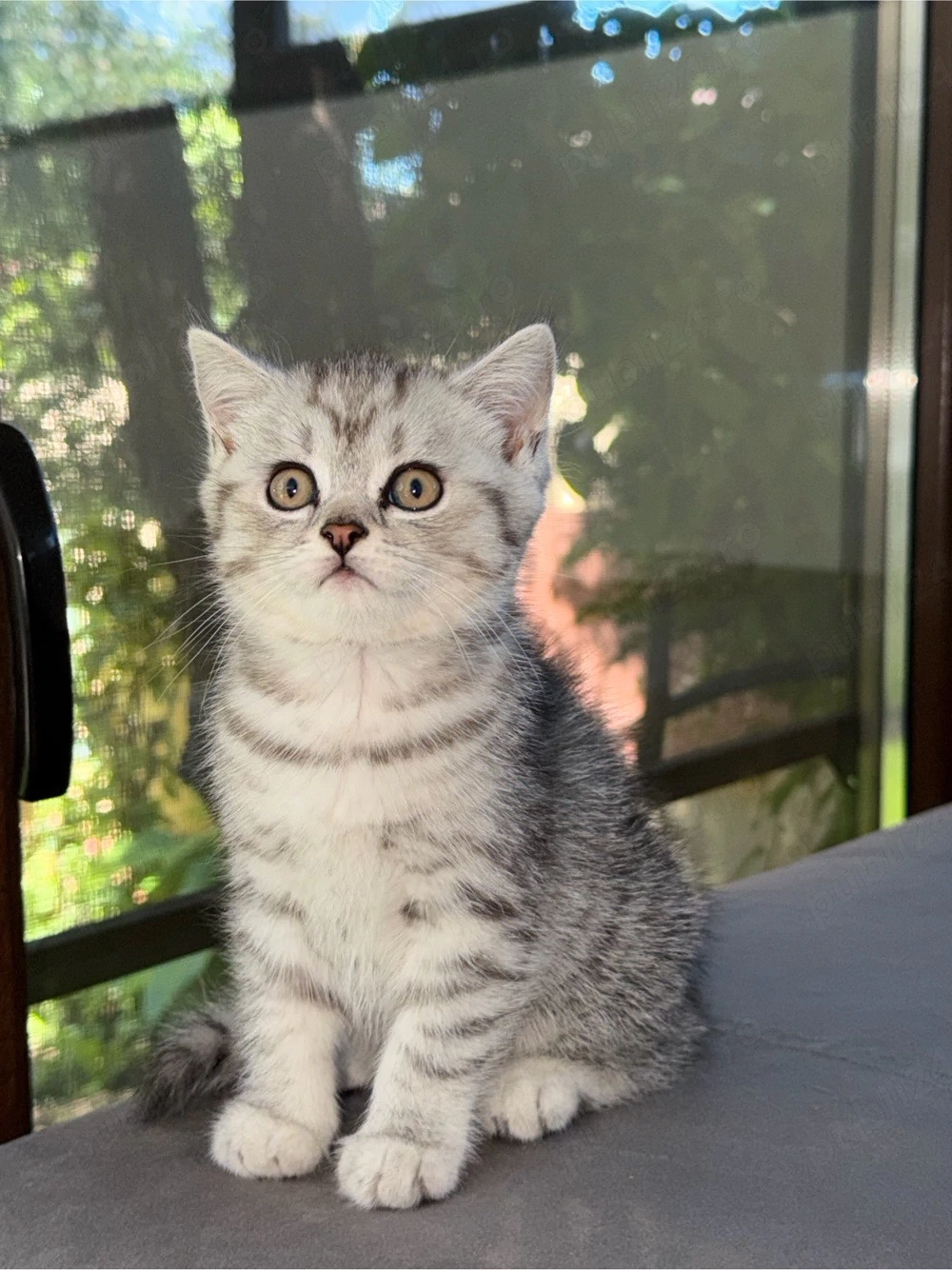 Puiuți British Shorthair