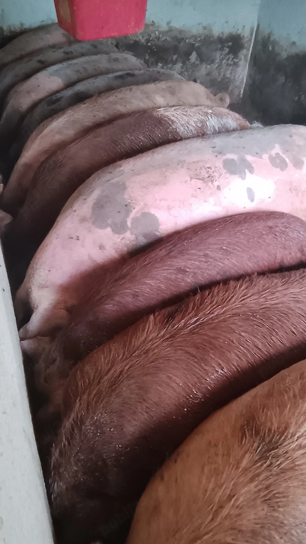 porci De la 100kg la 200kg
