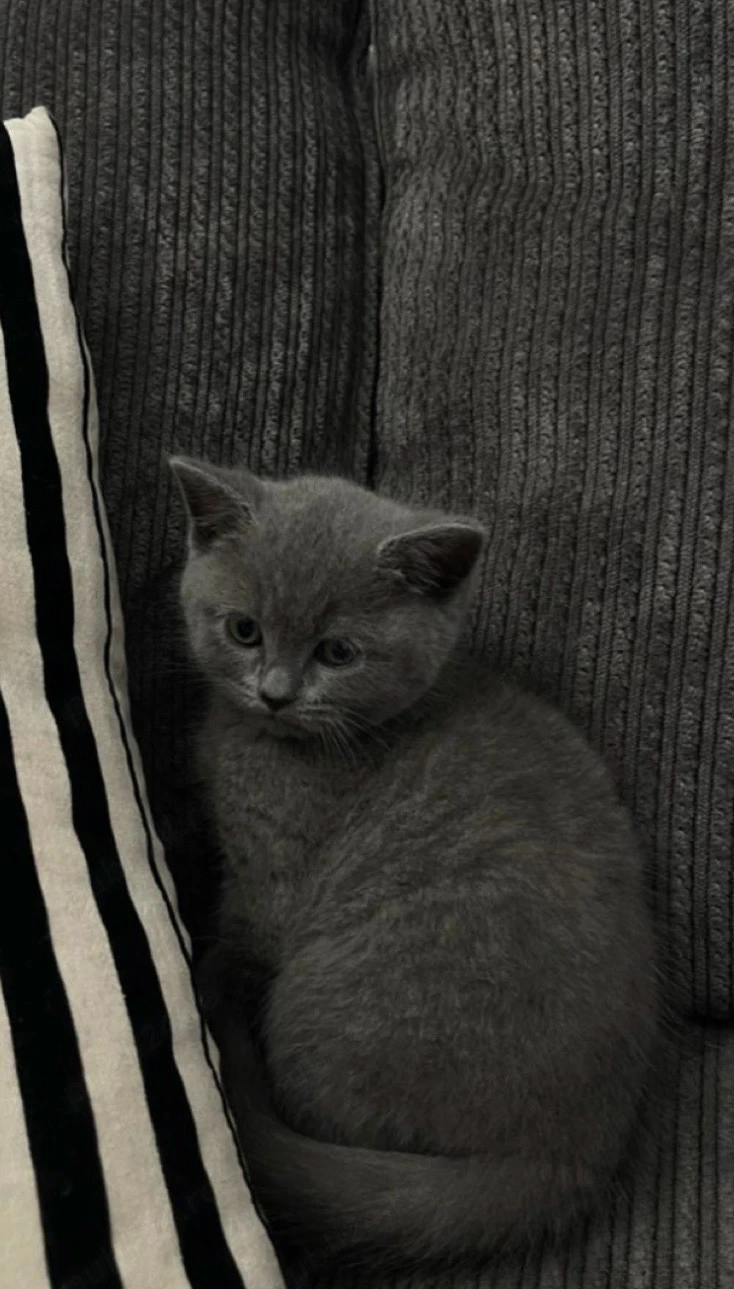 British Shorthair Blue
