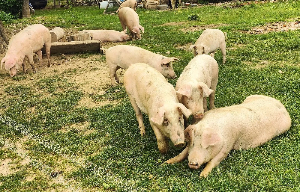 Porci de casă 