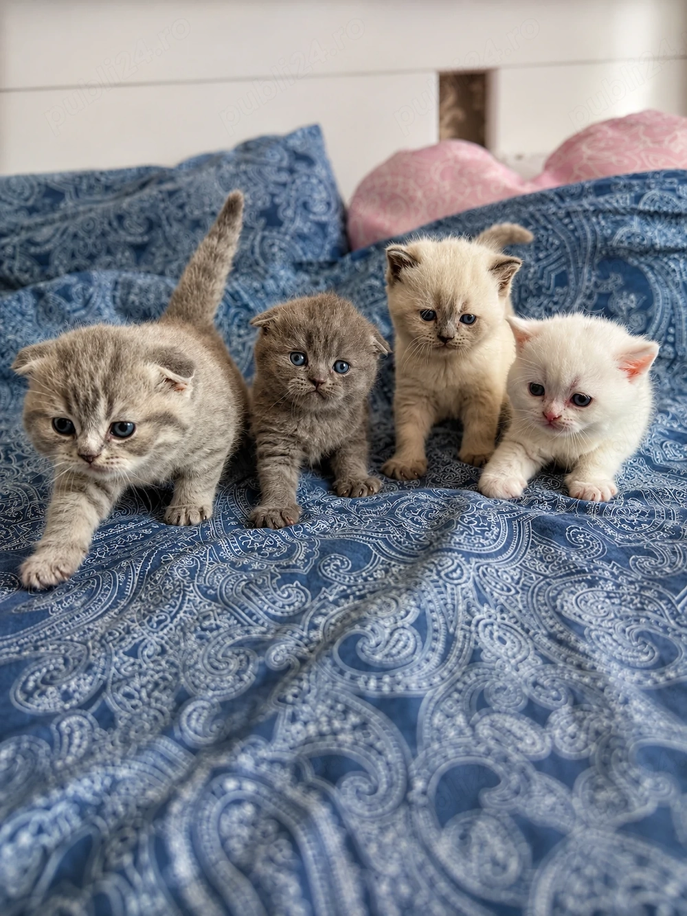 Pui pisici british și scottish fold