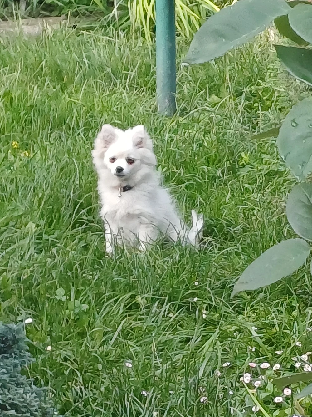 fetiță spitzpomeranian