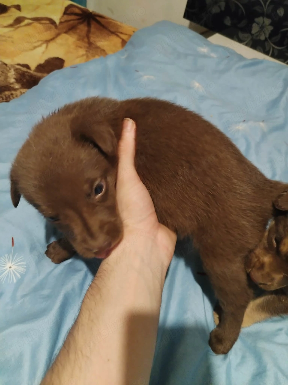 Donam doua fetițe Labrador 