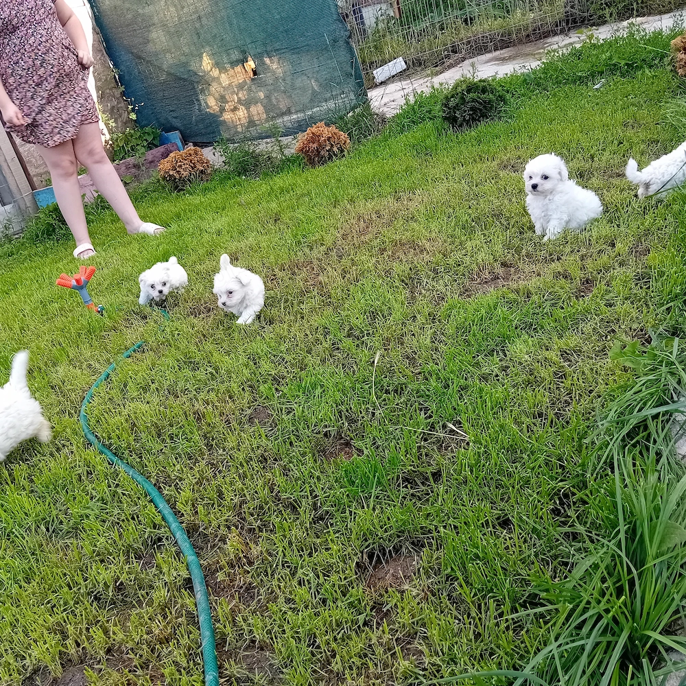 Bichon maltez 