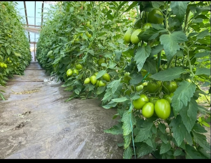 Se caută 3 persoane imediat la munca 