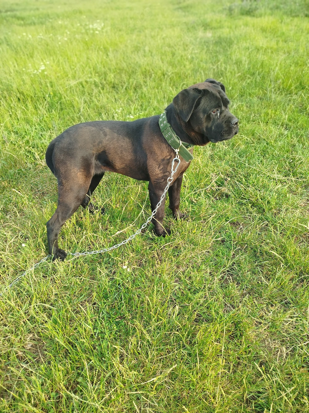 Vând cane corso in vârsta de 11 luni 