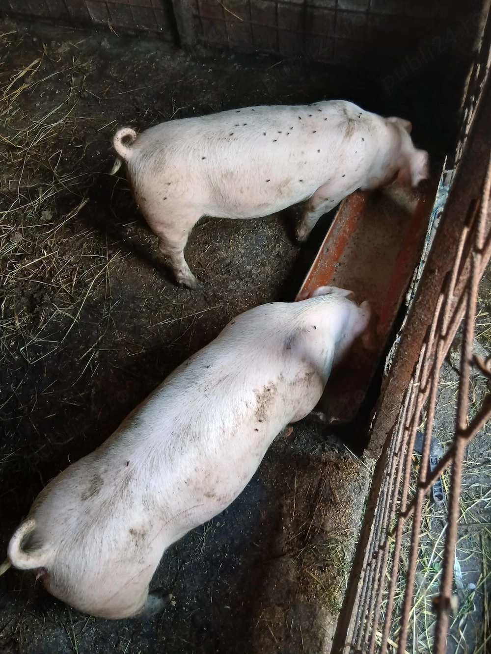 Purcei de vânzare rasa Landrace 