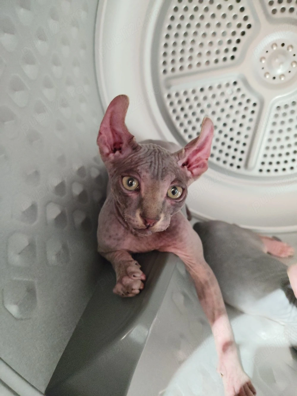 Sphynx baietel