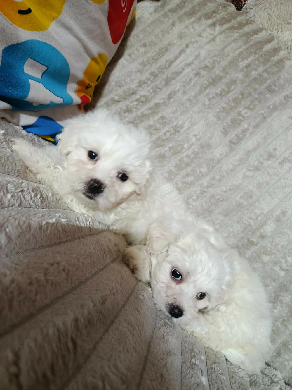 Bichon albi maltezi 
