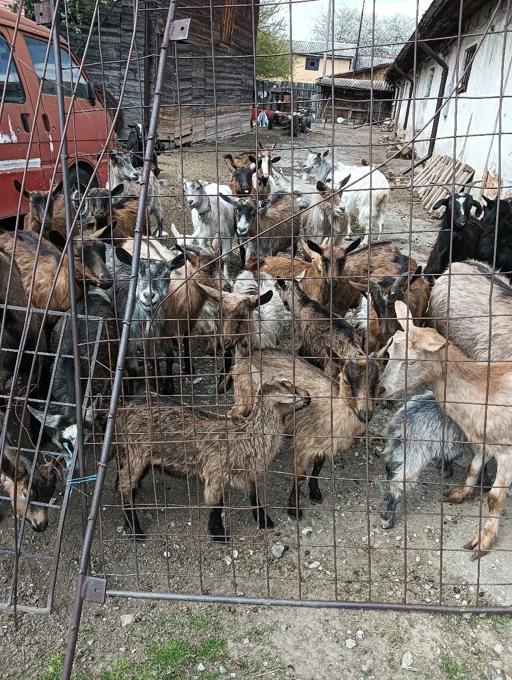 Vând capre alpină franceză și metis 