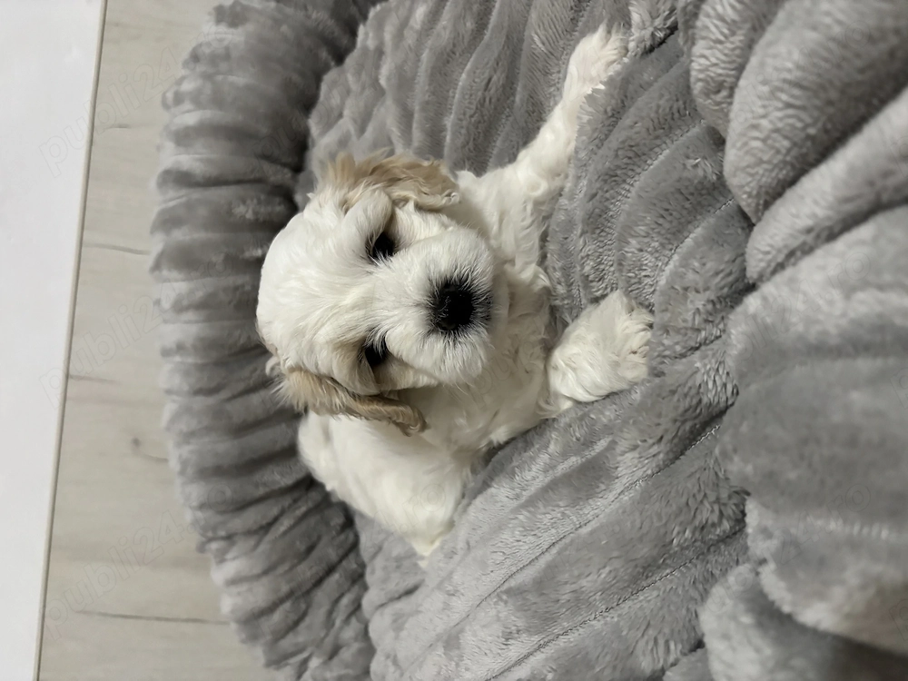 Vând Căței Bichon Maltez 