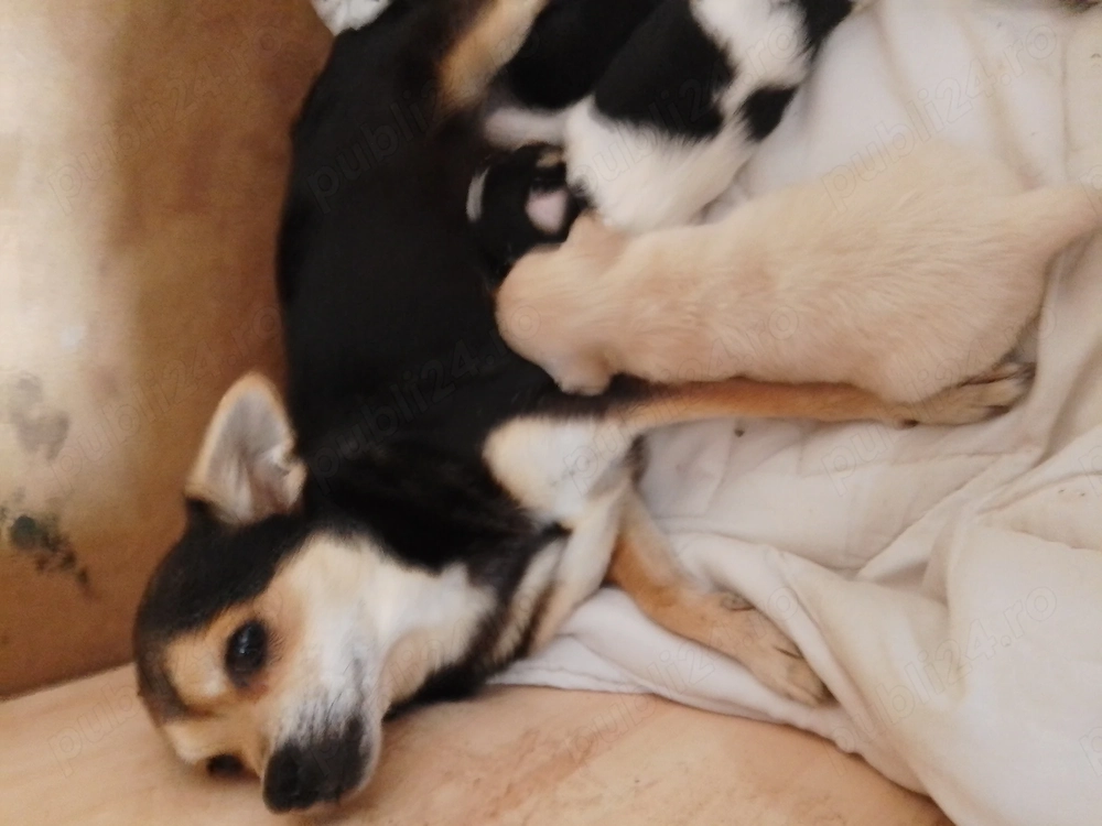Chihuahua, prietenul ideal! 