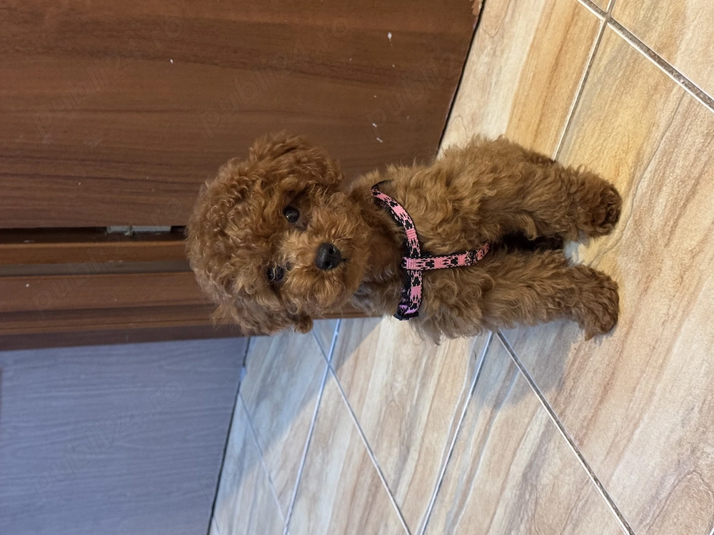 Poodle mini toy cu pedigree