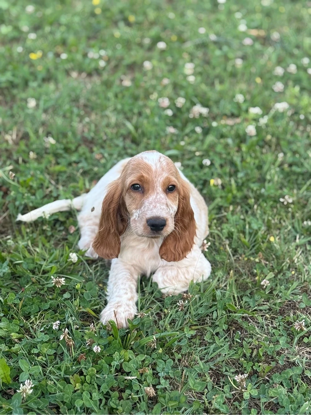 Cocker Spaniel Englez baietel 