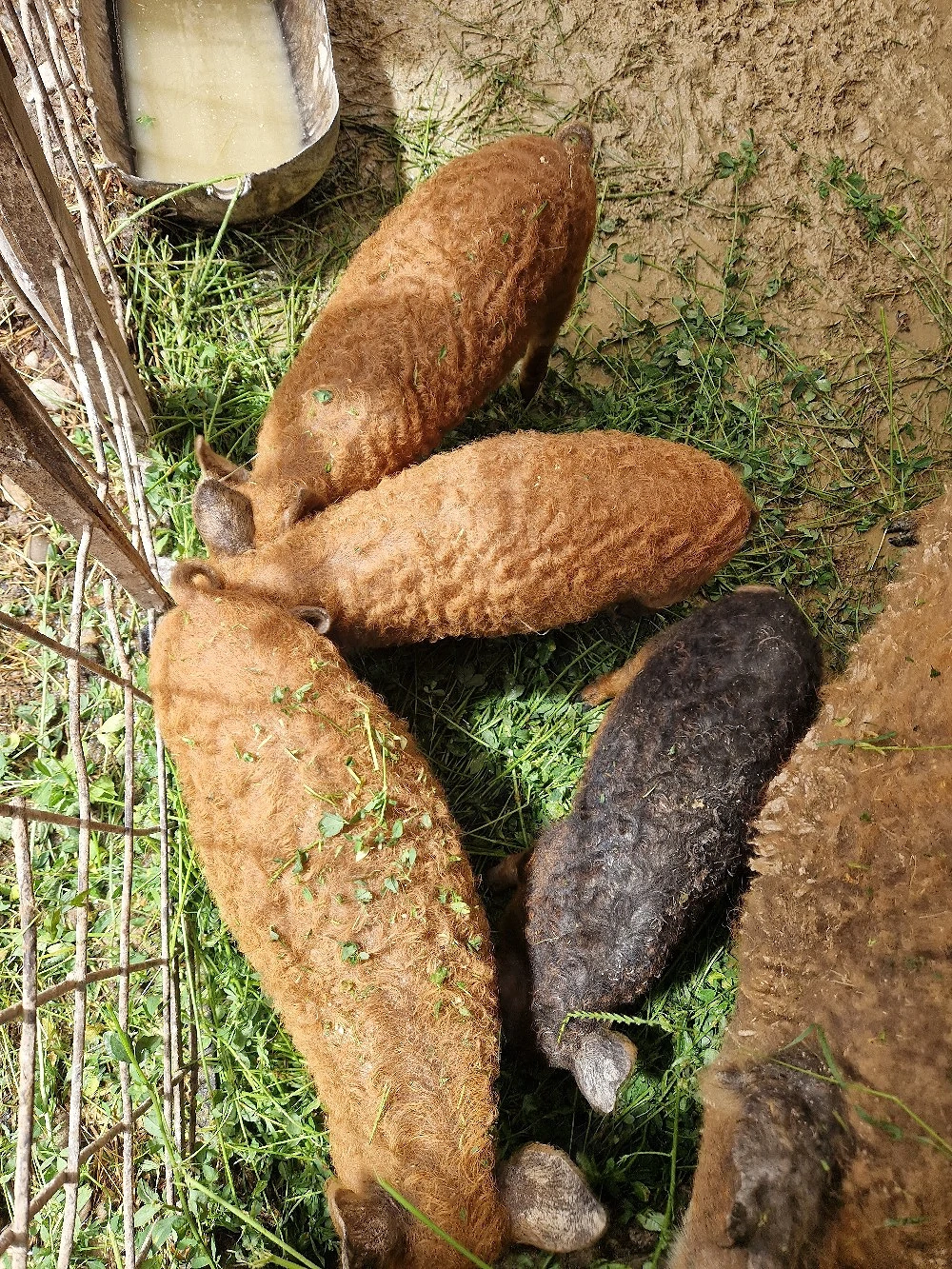 Purcei Mangalita