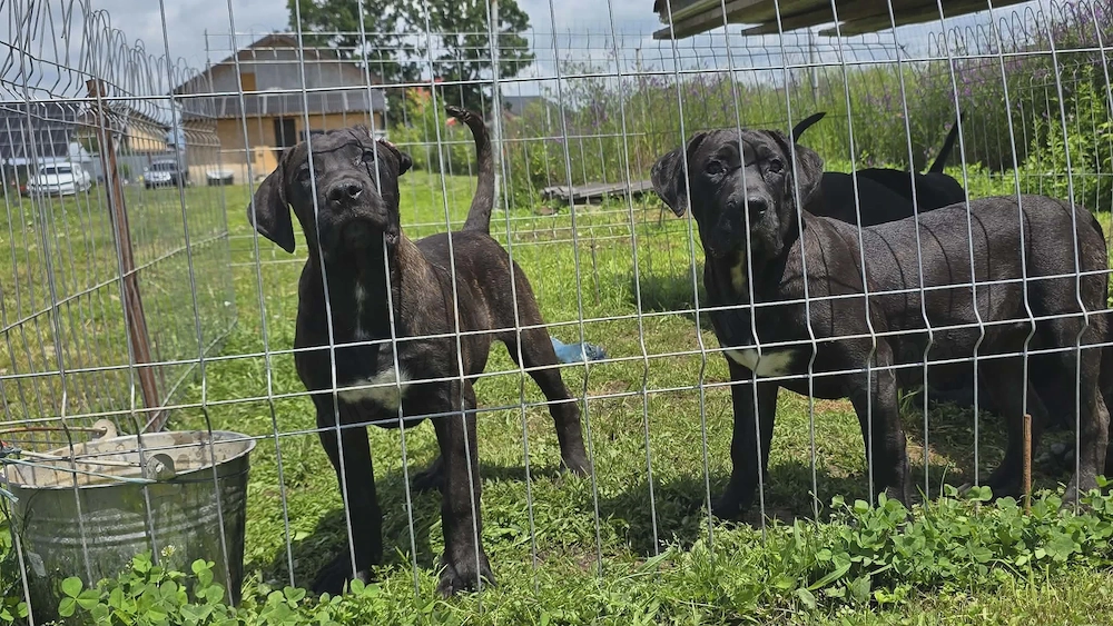 Pui Presa Canario