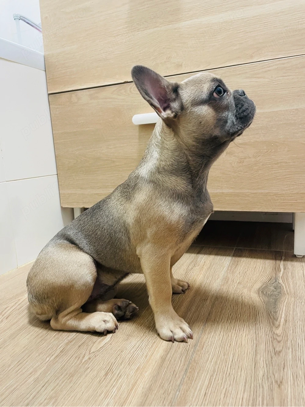 vand catel Buldog francez