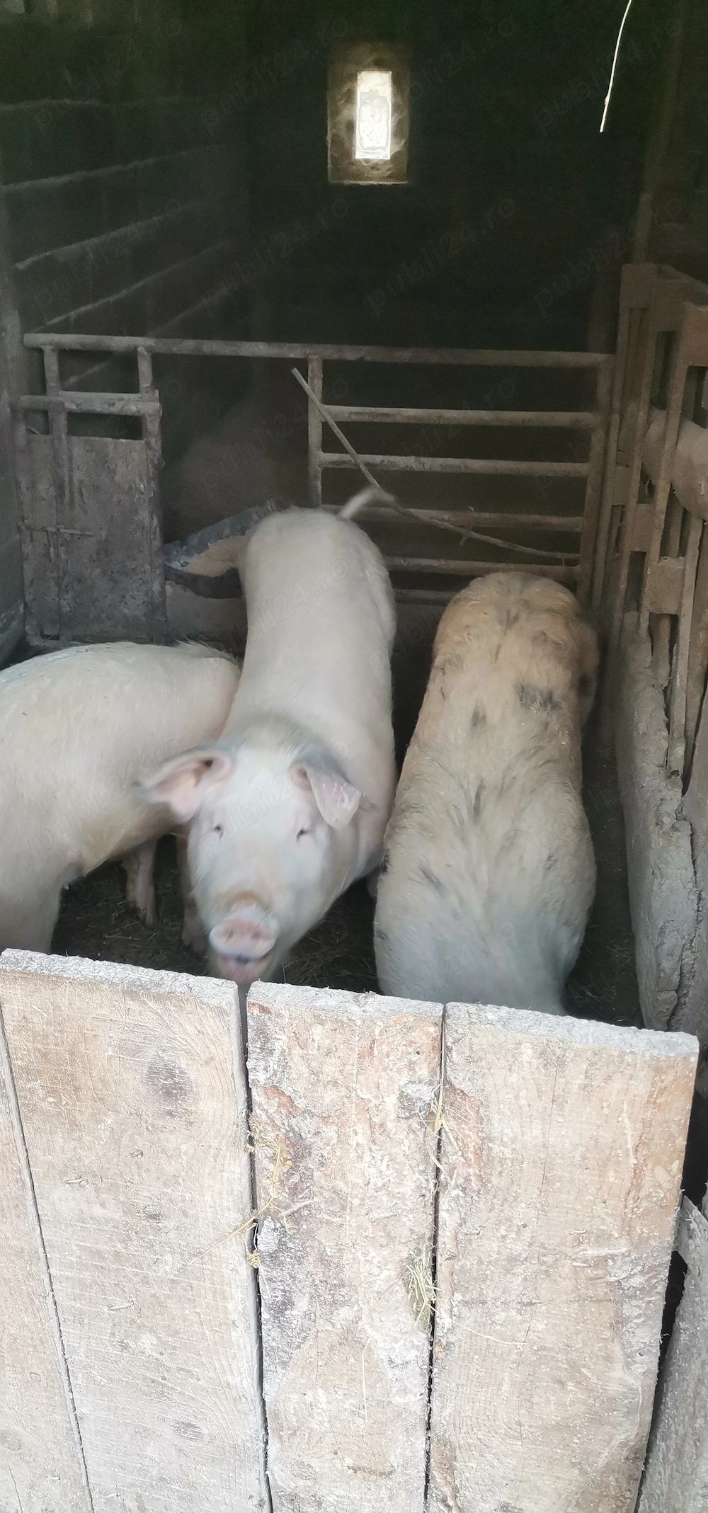 Vând porci 