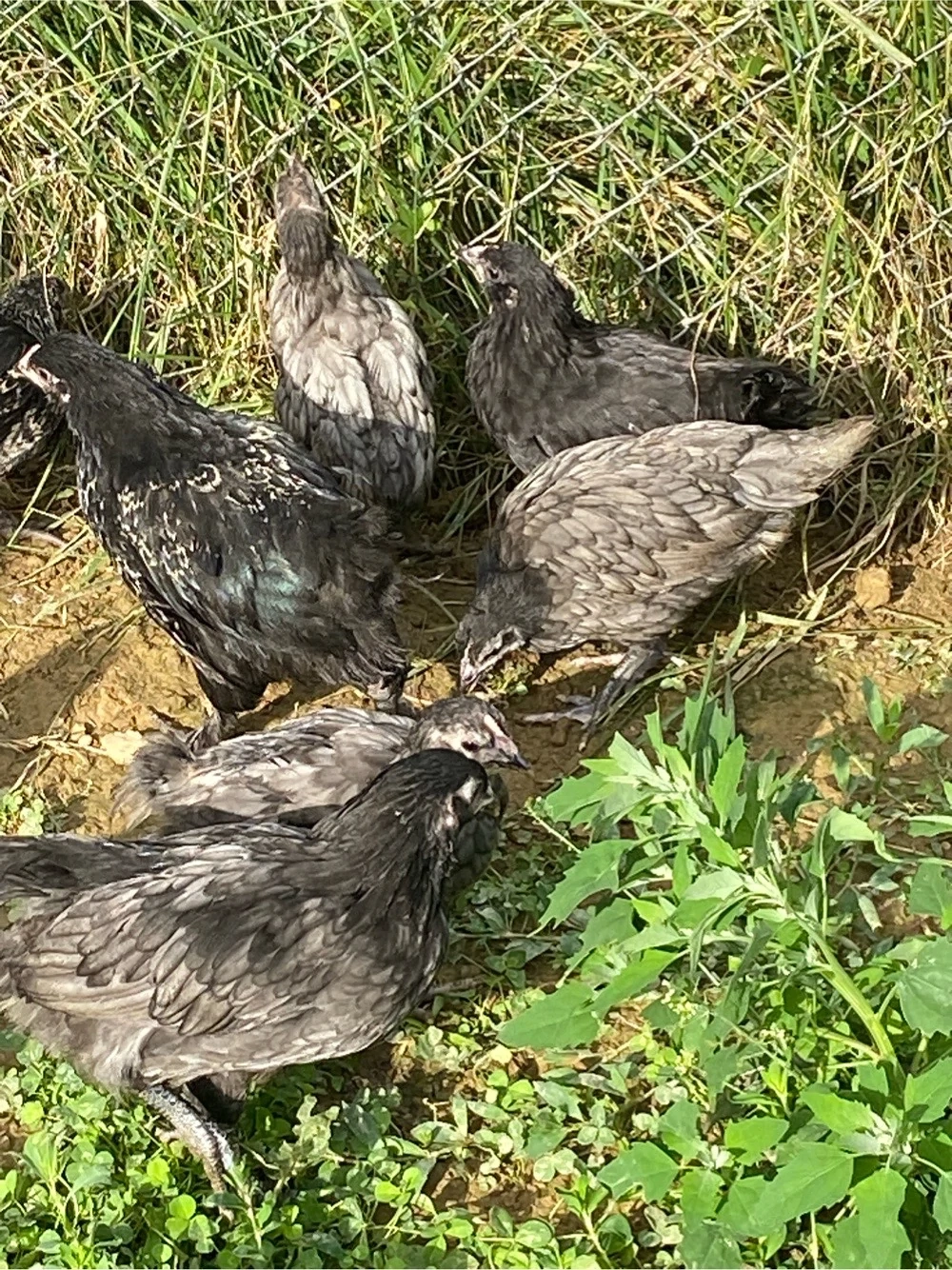 Puisori cauta caduta noua!