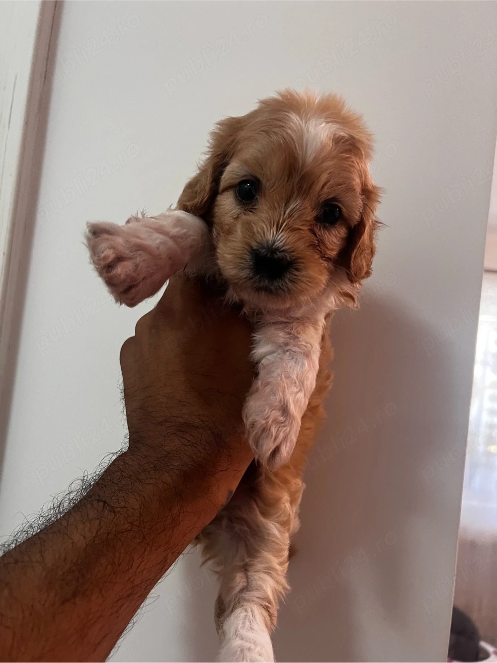 Fetita cavapoo de 7 saptamanii 