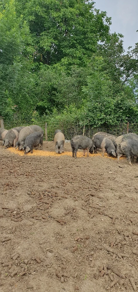 Vand porci bazna  90-120kg
