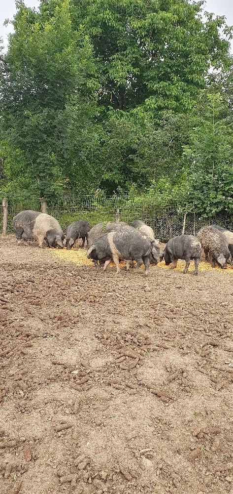 Vand scroafe si scrofite bazna