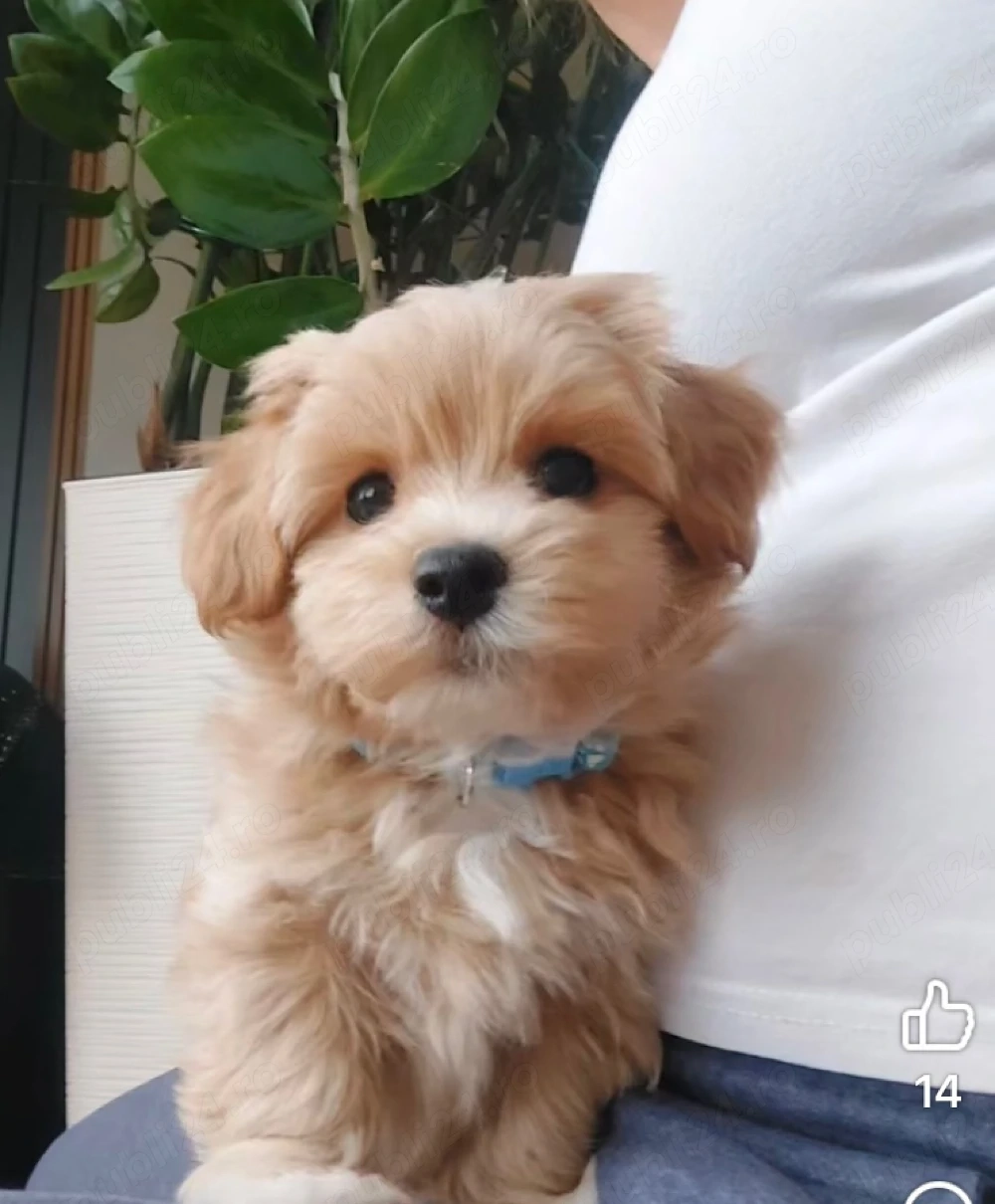 Vand bichon miny toy 6 saptamani 
