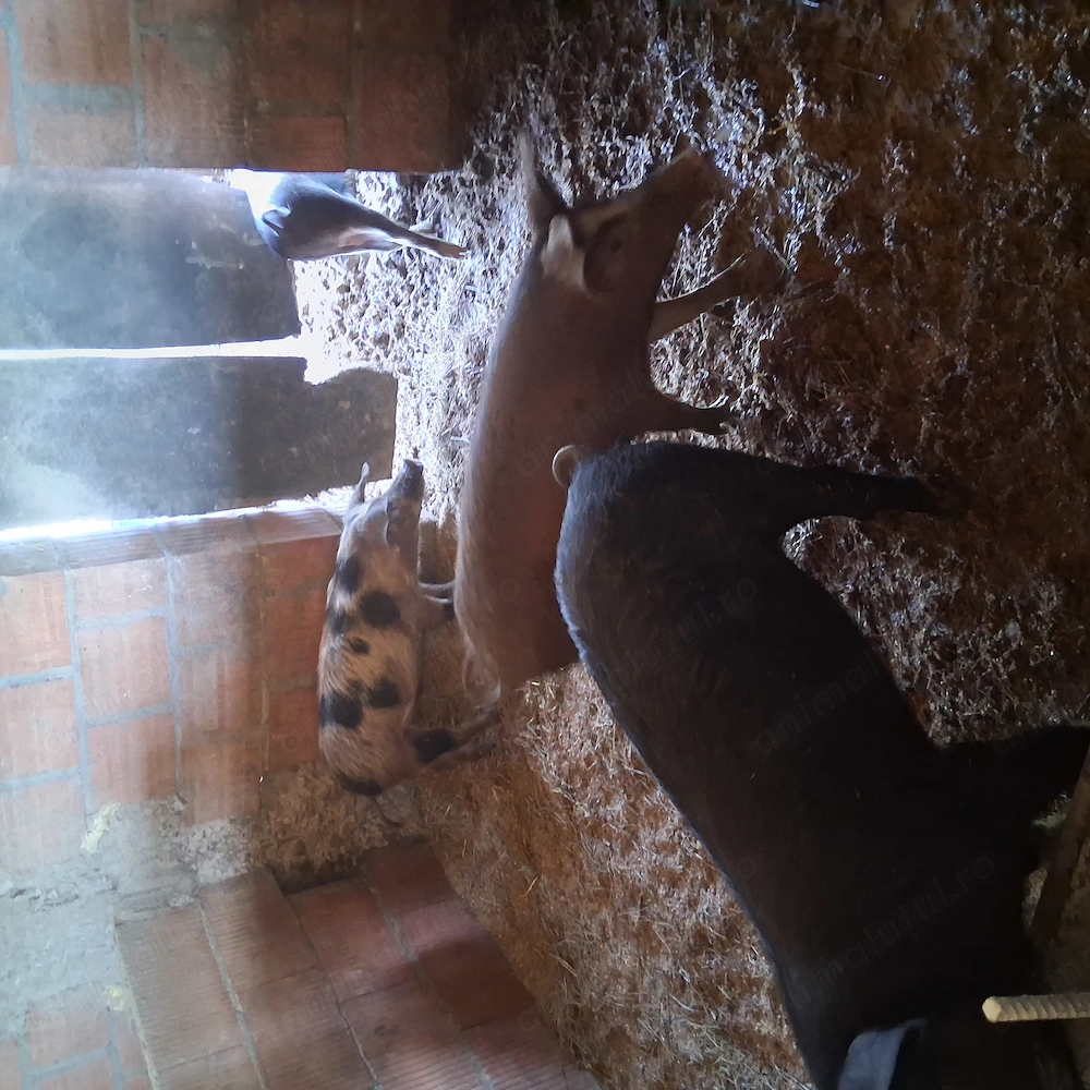 Porci crescuți natural