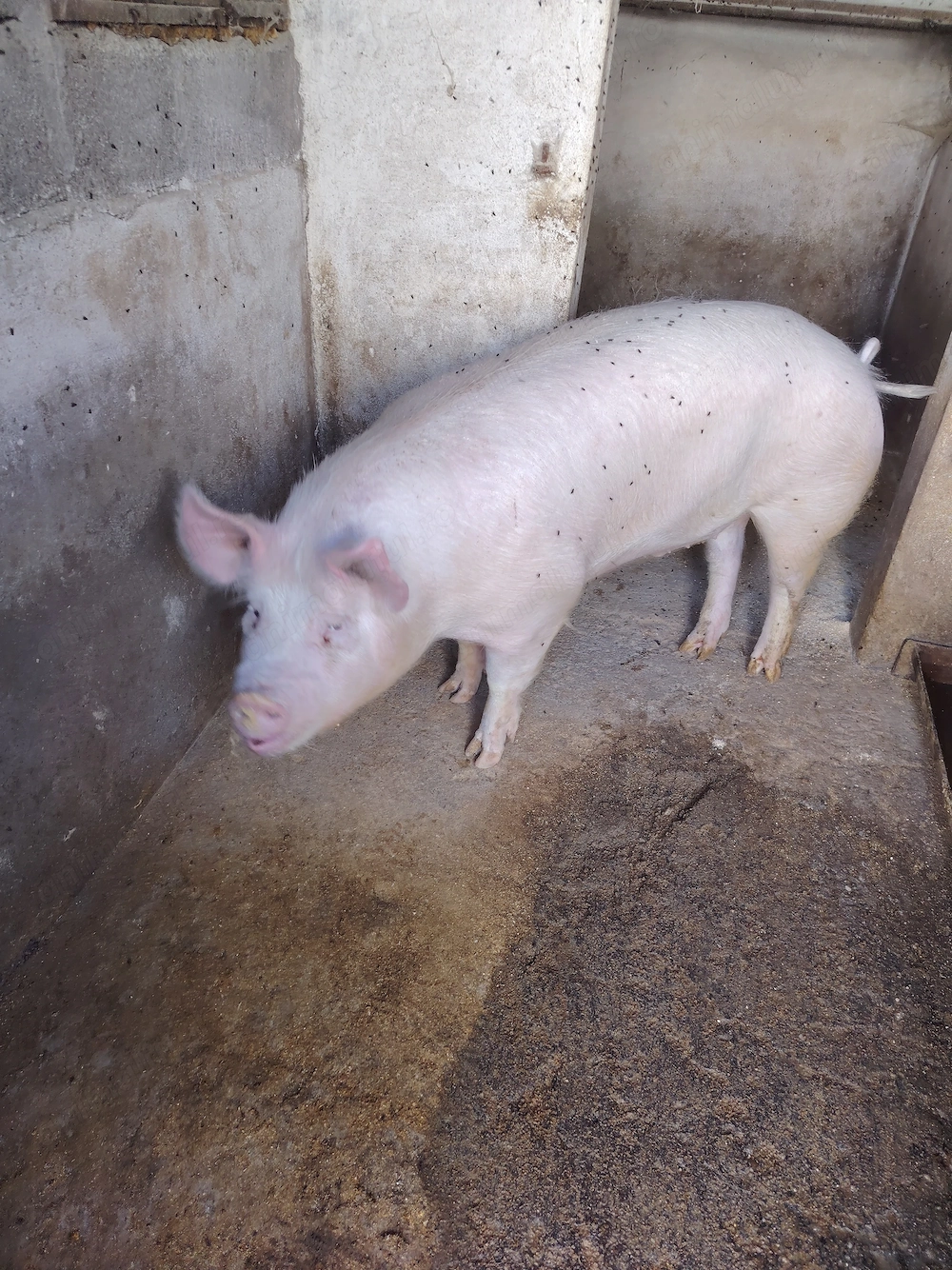 Vând porc gras.