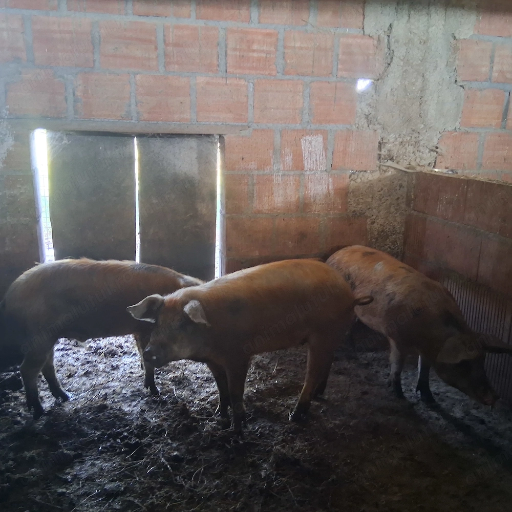 Porci 80- 90 kg 
