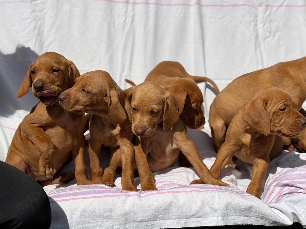 Vizsla Maghiara