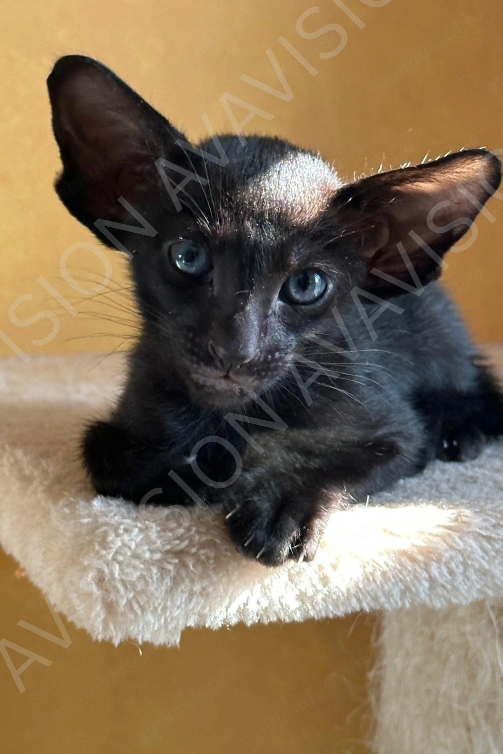 Baietel Oriental Shorthair cu Pedigree