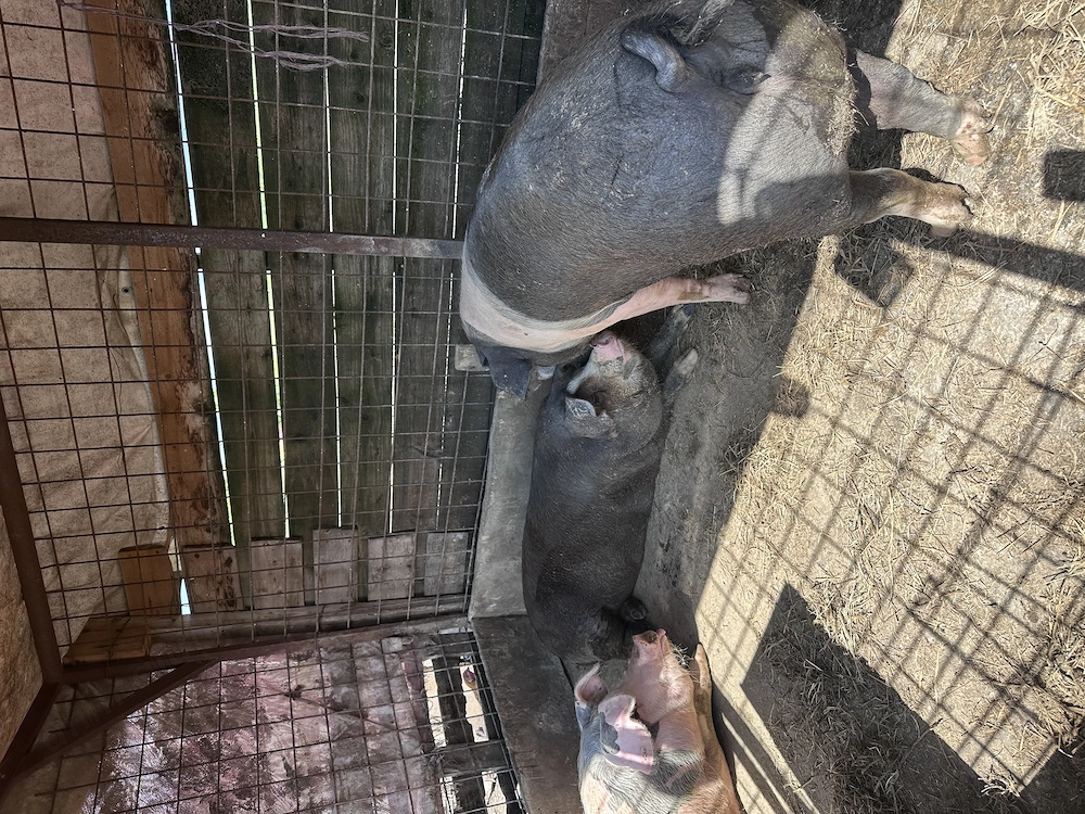 Vând porci tineri 