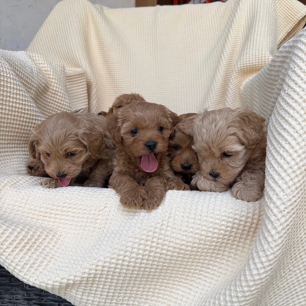 Puiuti Maltipoo pudel toy 