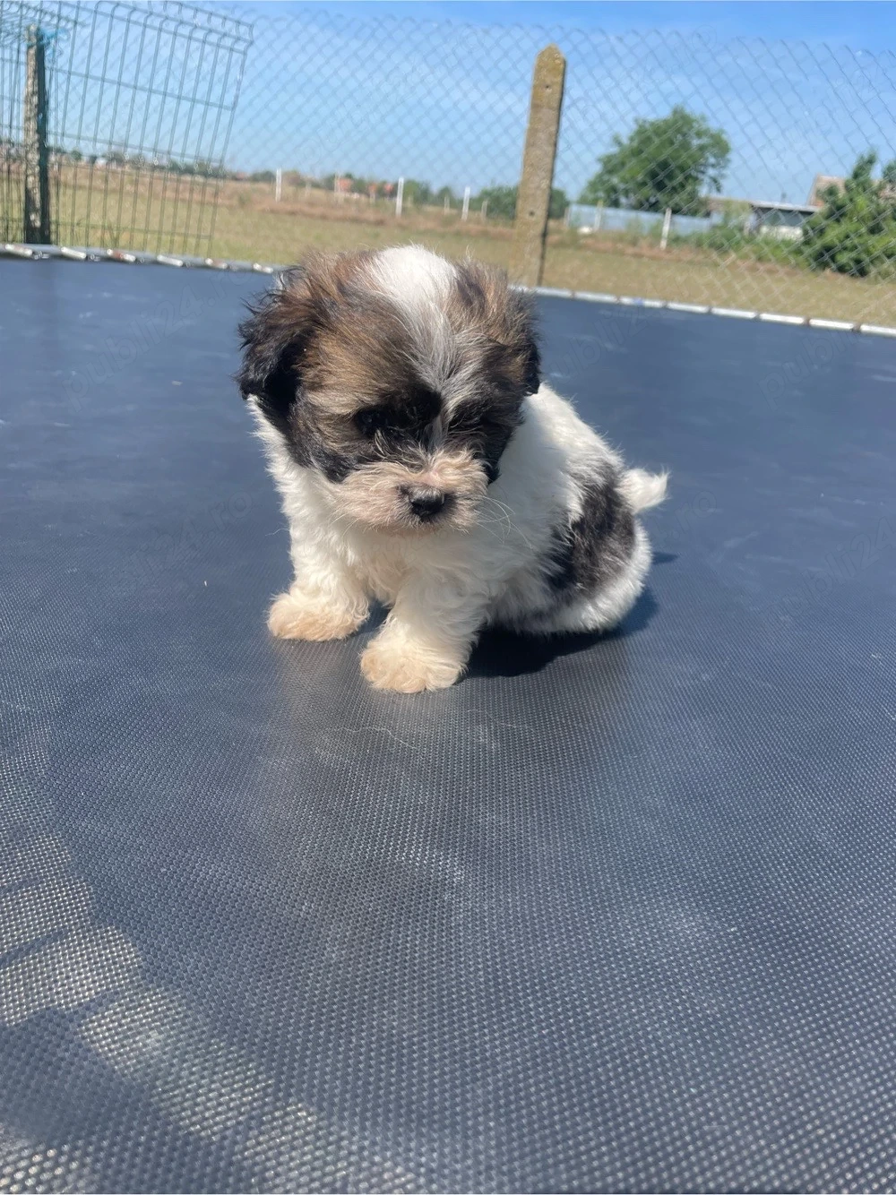 cateii bichon 