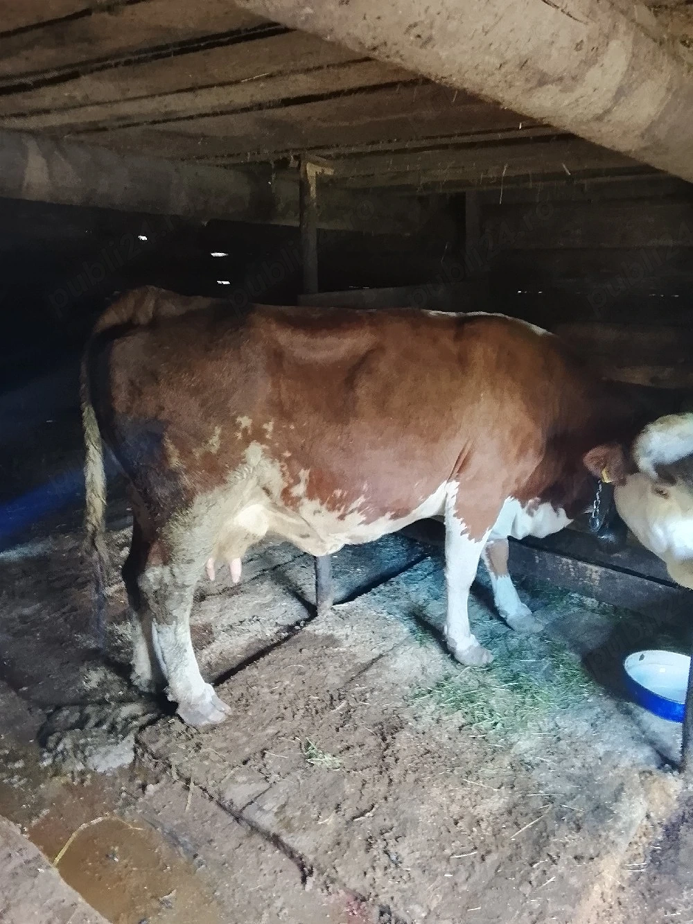 vacă de vînzare