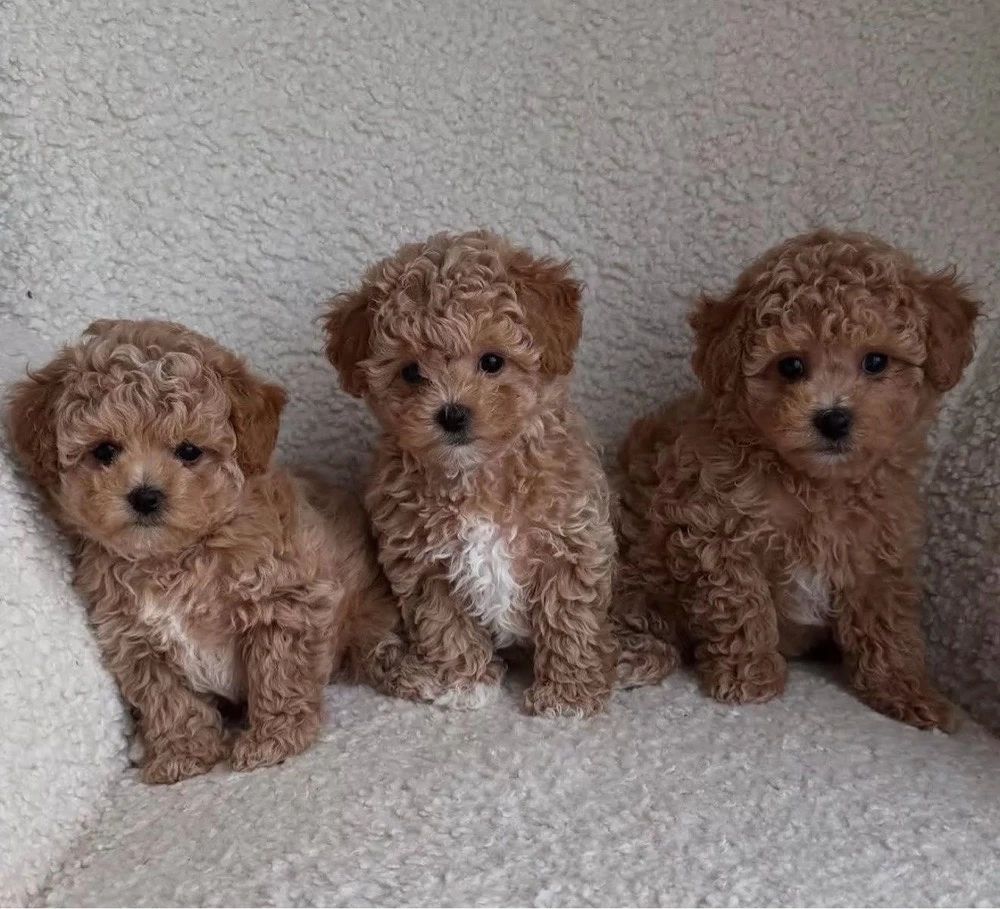 Maltipoo toy baieti si fete 