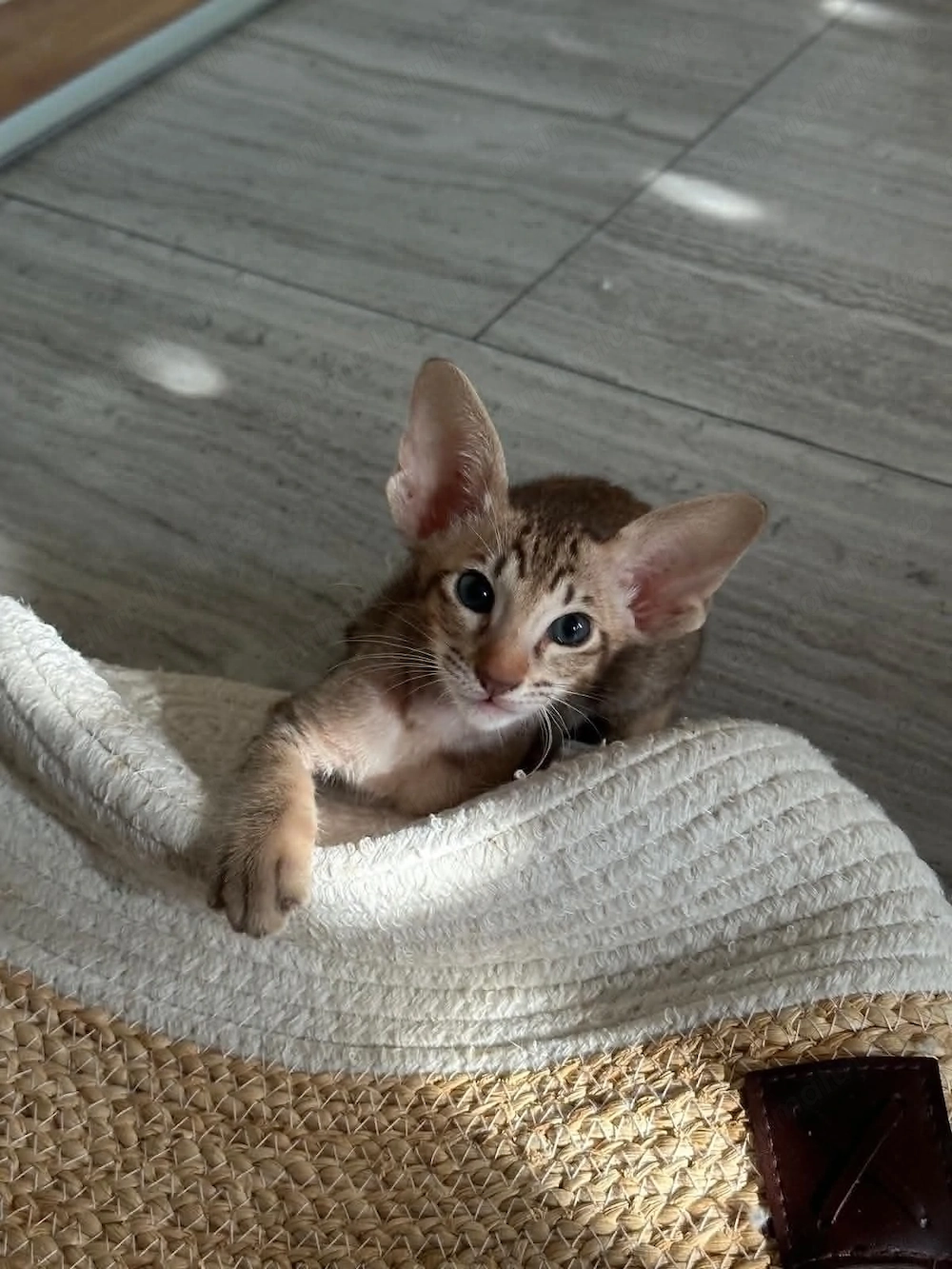 Baietel Oriental Shorthair cu Pedigree