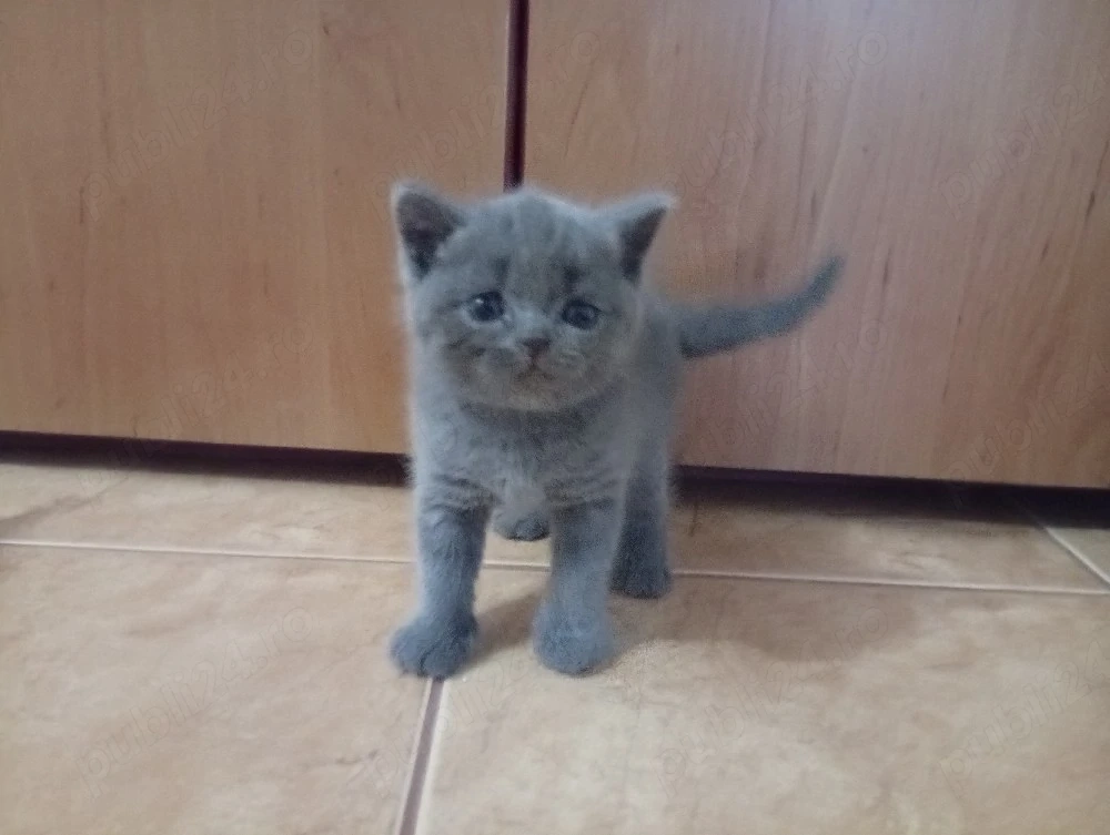Pui de pisica British Shorthair Blue 