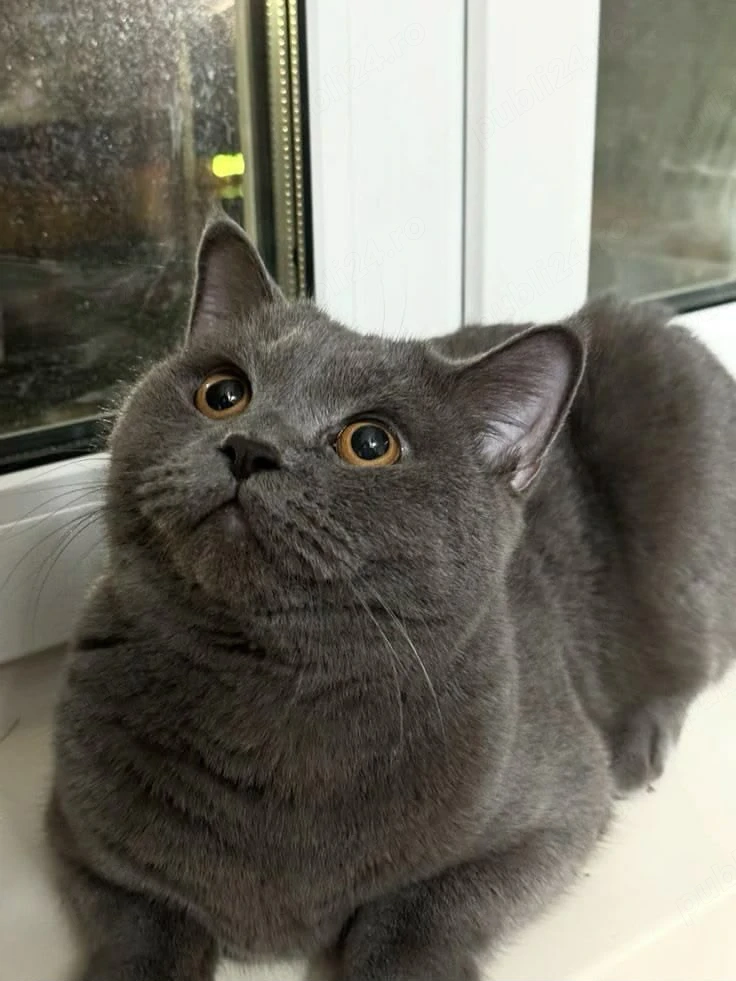 British Shorthair Blue 