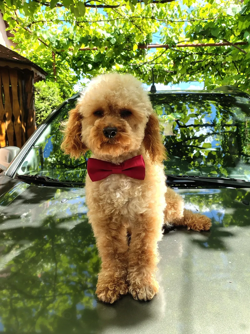 Caniche   pudel toy. fetiță.