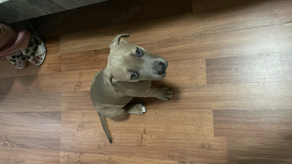 vand amstaff pui femela